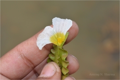 Ottelia alismoides